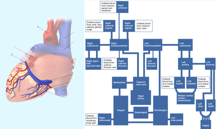 Venous Sinuses of Brain