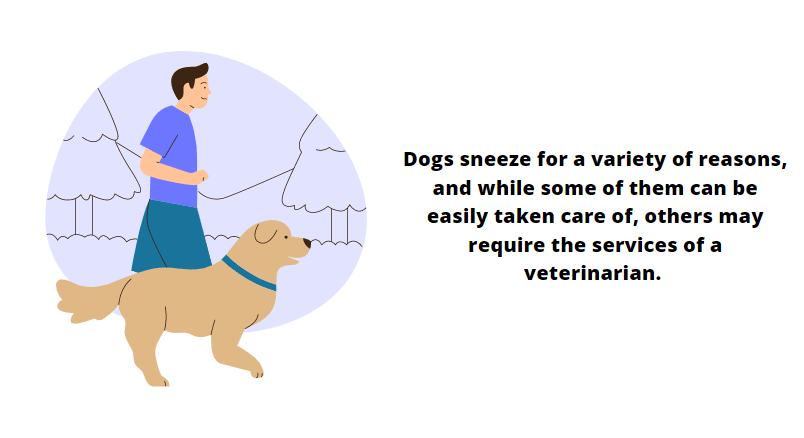 why is my dog sneezing so much