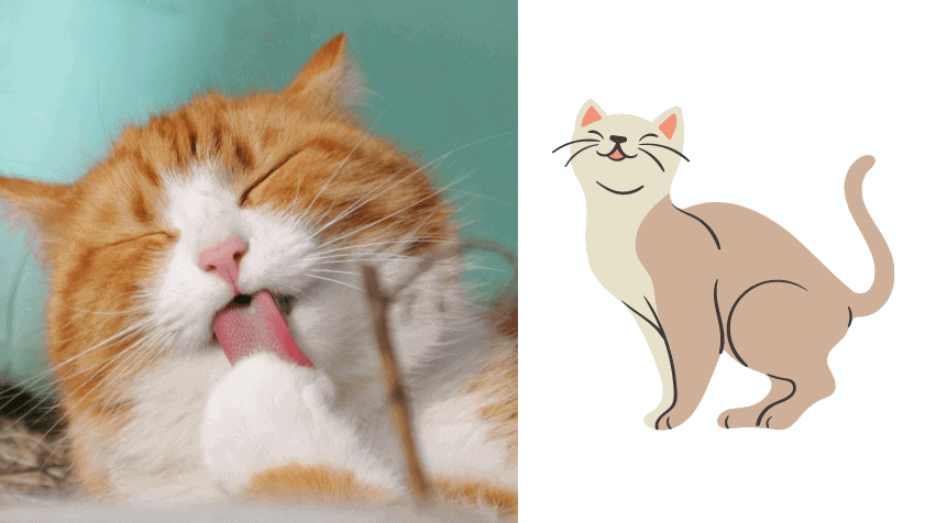 cat sneezing and coughing