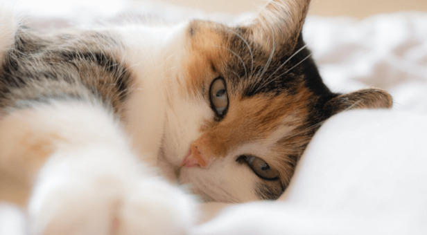 cat sneezing and coughing