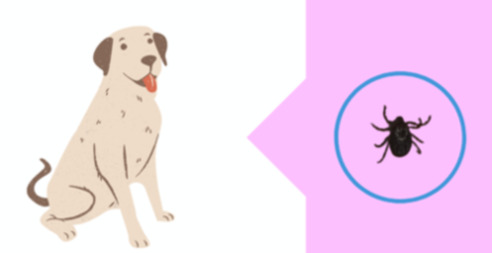 rocky mountain spotted fever in dog