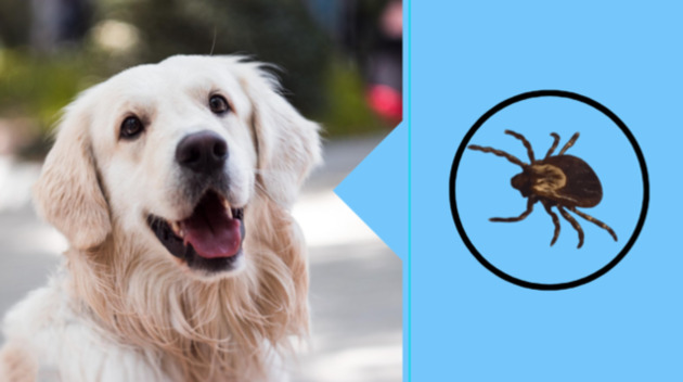 rocky mountain spotted fever in dog