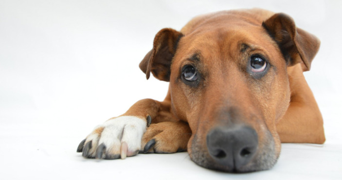 rocky mountain spotted fever in dog