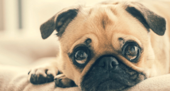 rocky mountain spotted fever in dog