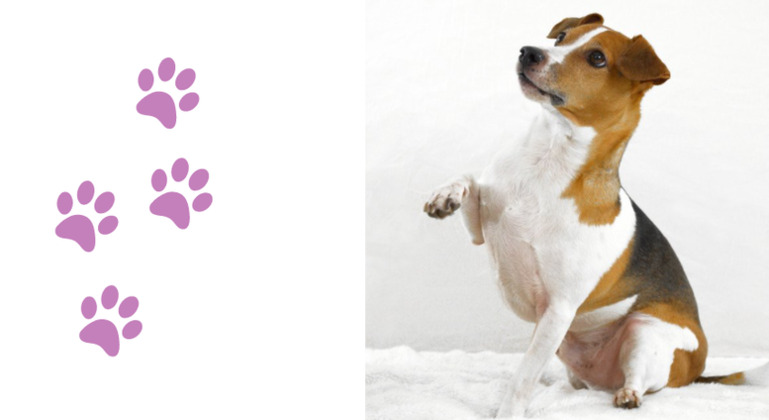 rocky mountain spotted fever in dog