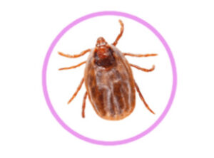 rocky mountain spotted fever in dog