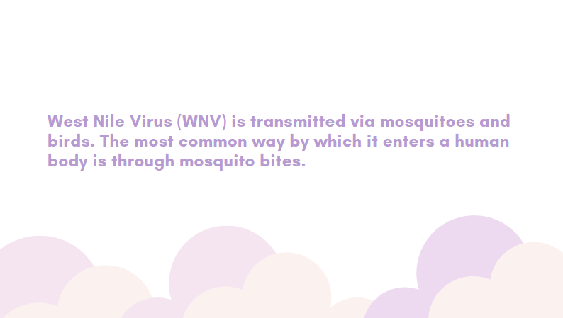 west nile virus rash