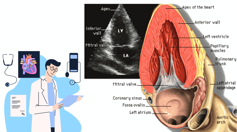 what is coronary sinus
