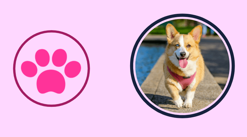 addison's disease in dogs