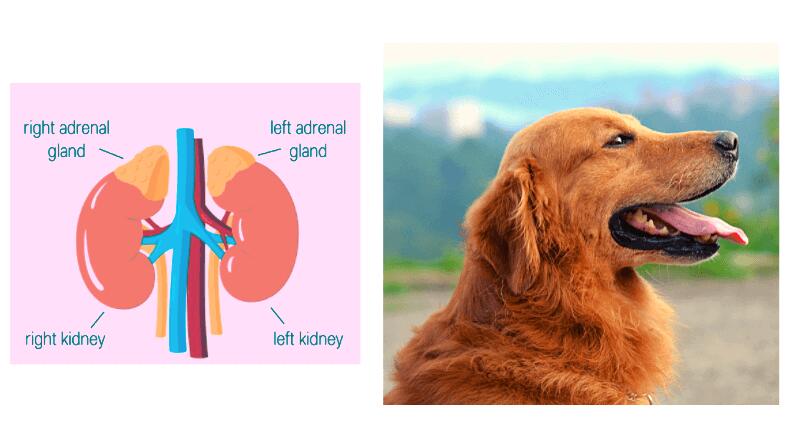 addison's disease in dogsaddison's disease in dogs