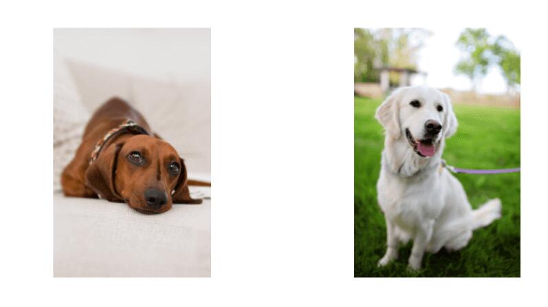 addison's disease in dogs