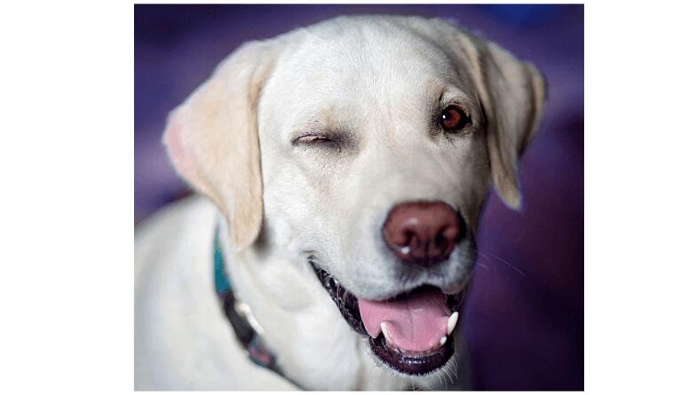 addison's disease in dogs