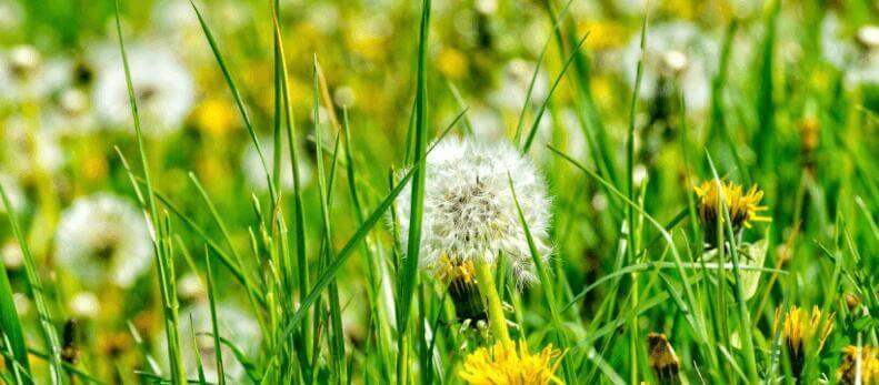 grass pollen allergy foods to avoid