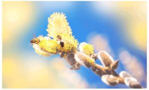 grass pollen allergy foods to avoid