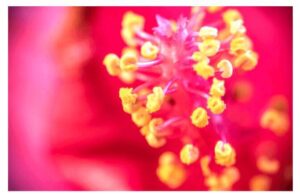 grass pollen allergy foods to avoid