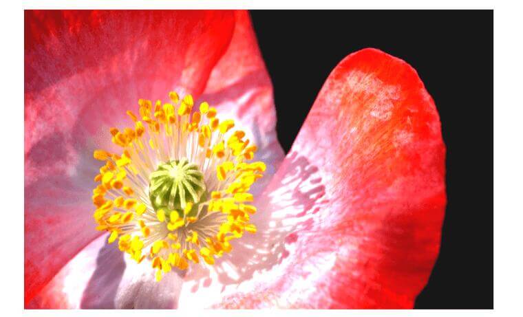 grass pollen allergy foods to avoid