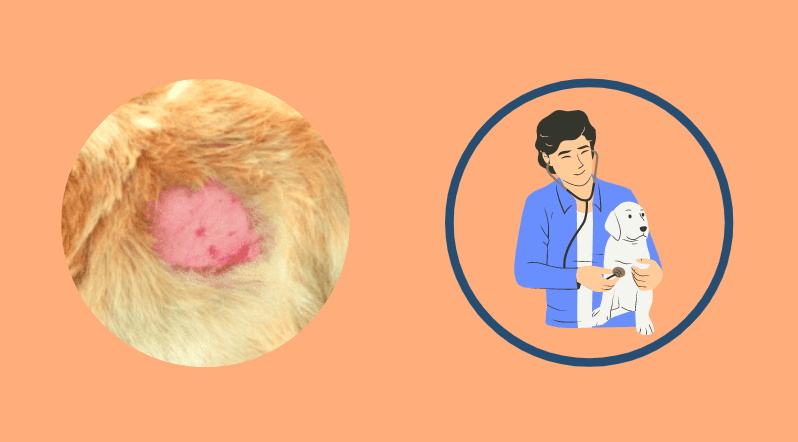 staph skin infection in dogs