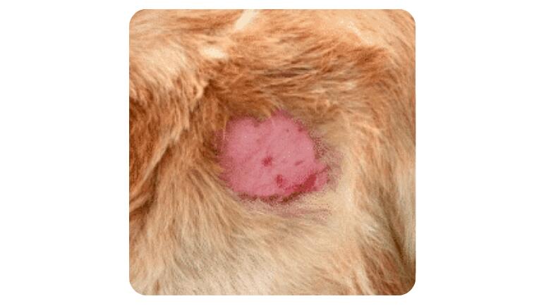 staph skin infection in dogs