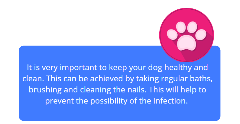 staph skin infection in dogs