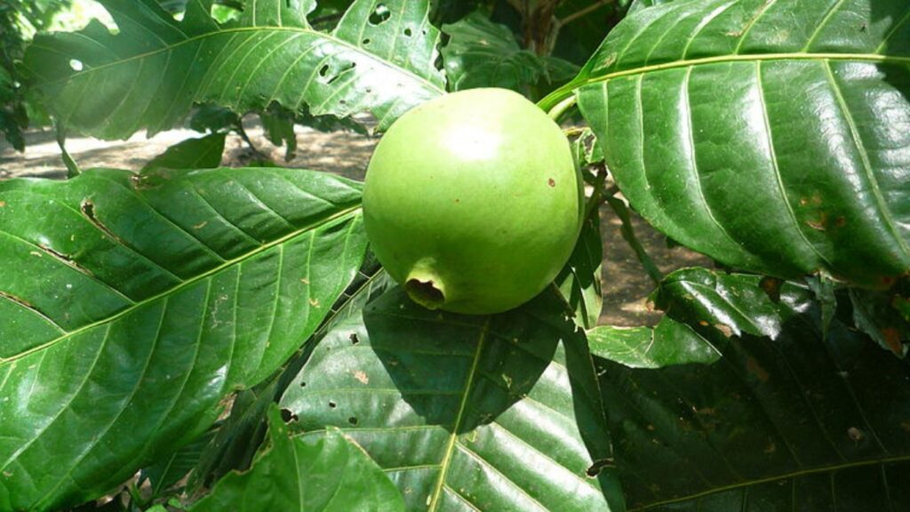 Borojo Fruit