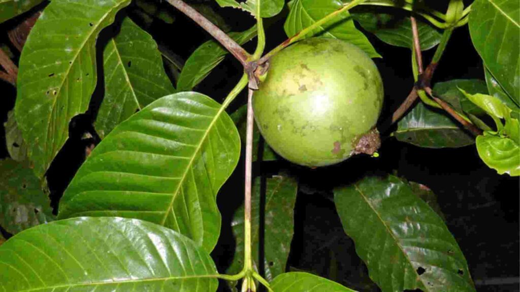 Borojo Fruit