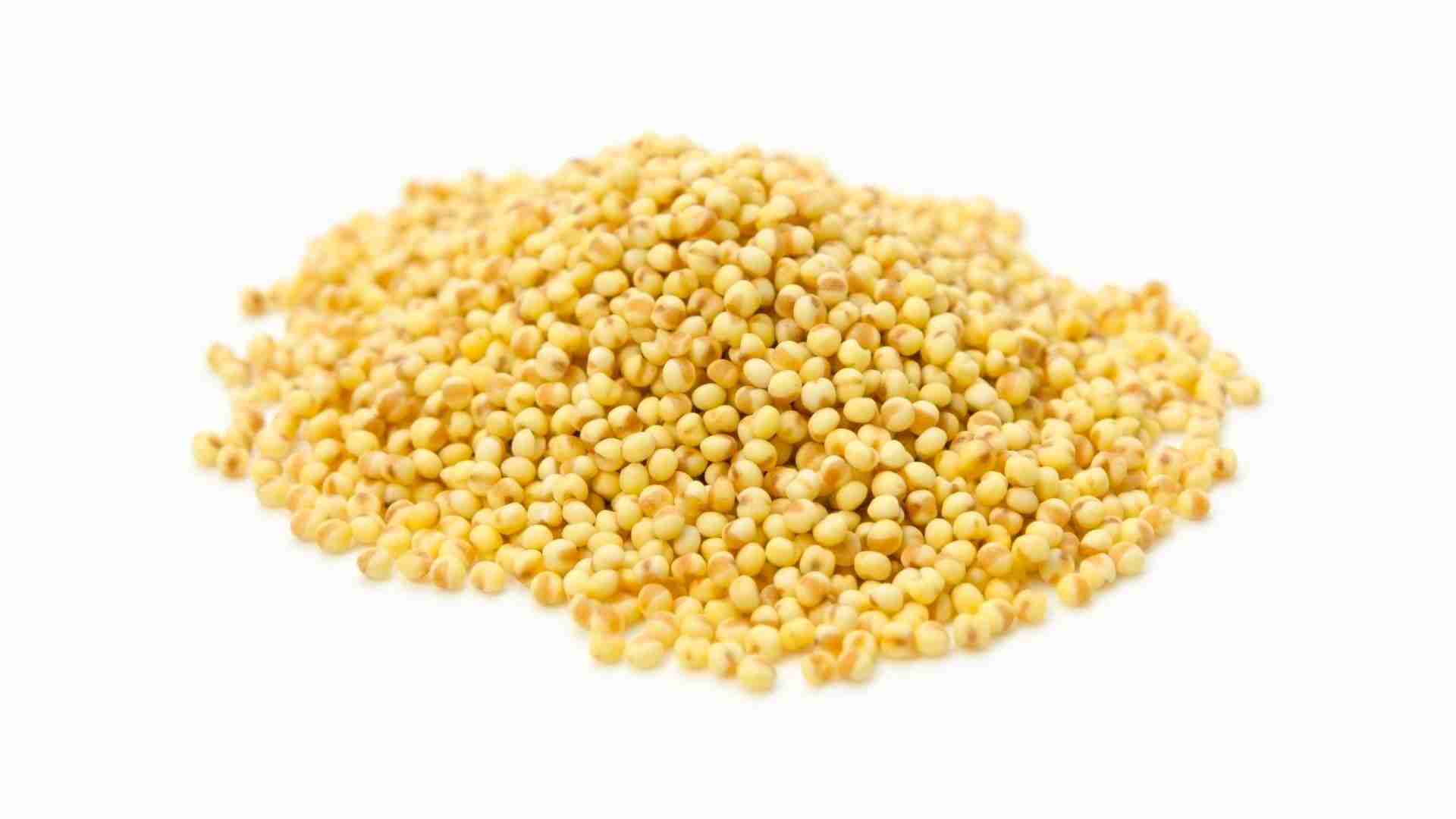  Foxtail millet