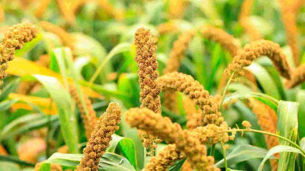  Foxtail millet