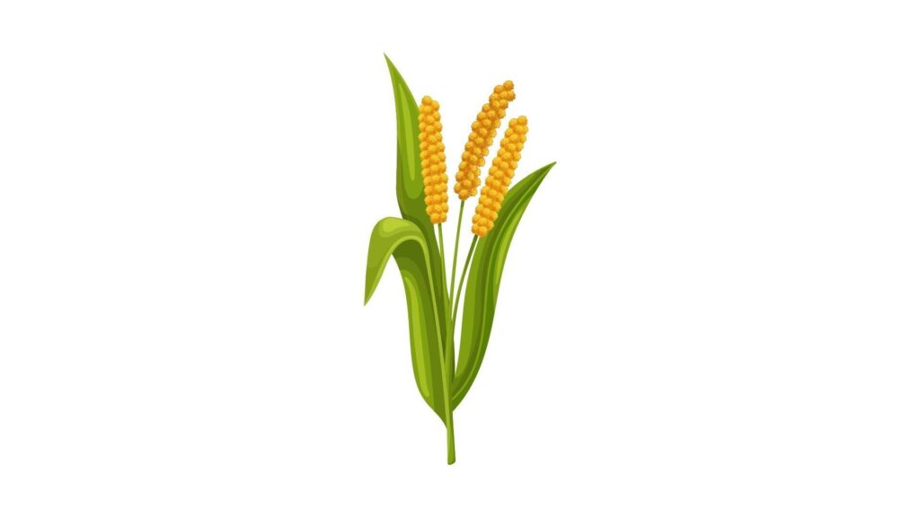  Foxtail millet
