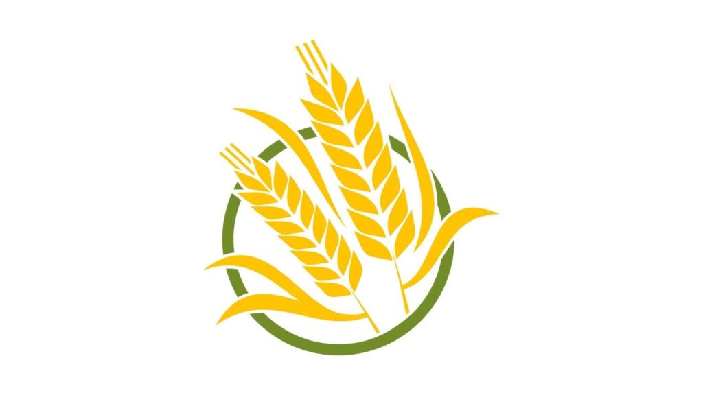  Foxtail millet