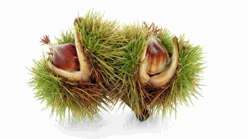 Beech Nuts