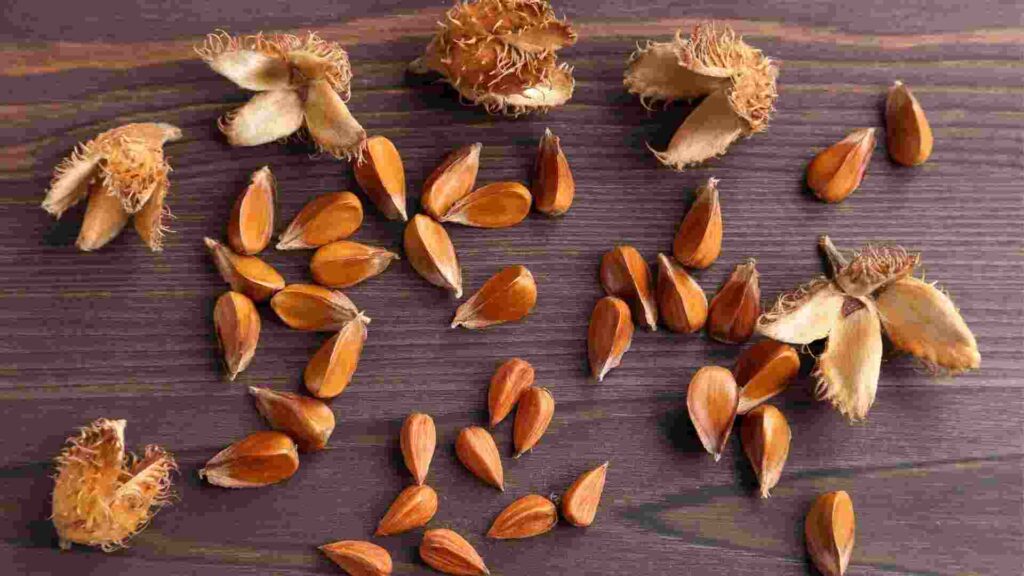 Beech Nuts