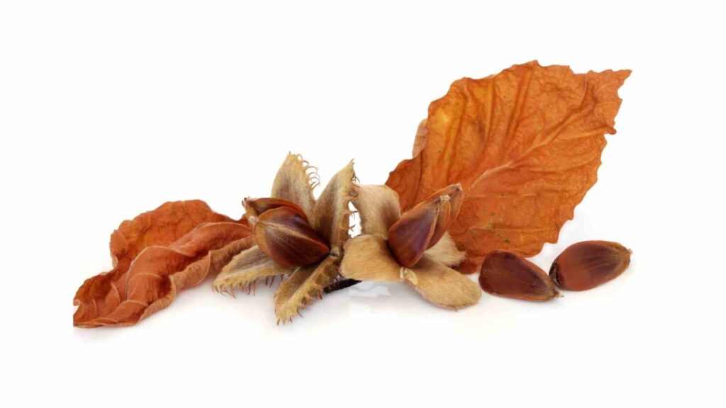 Beech Nuts
