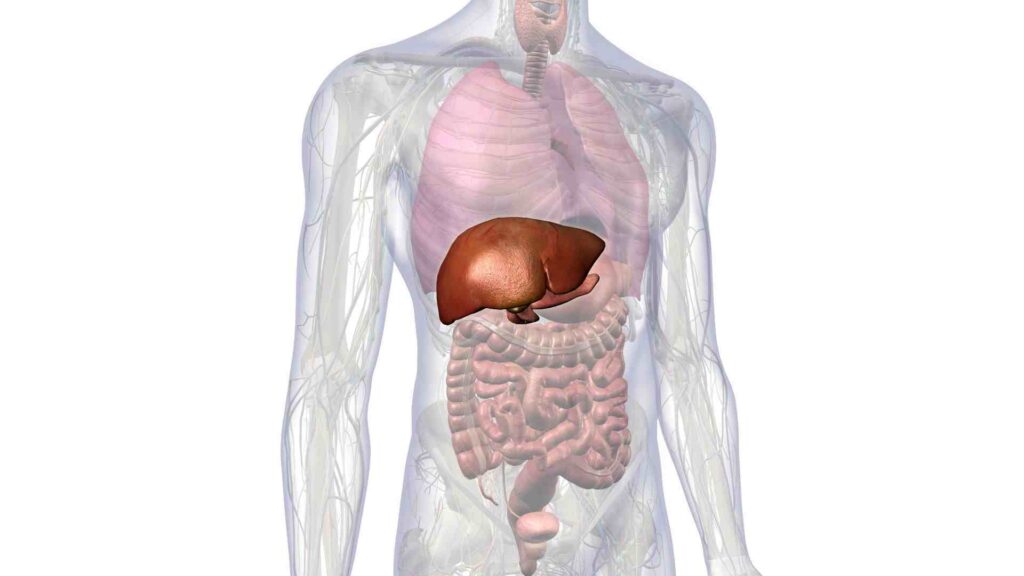 Liver Function