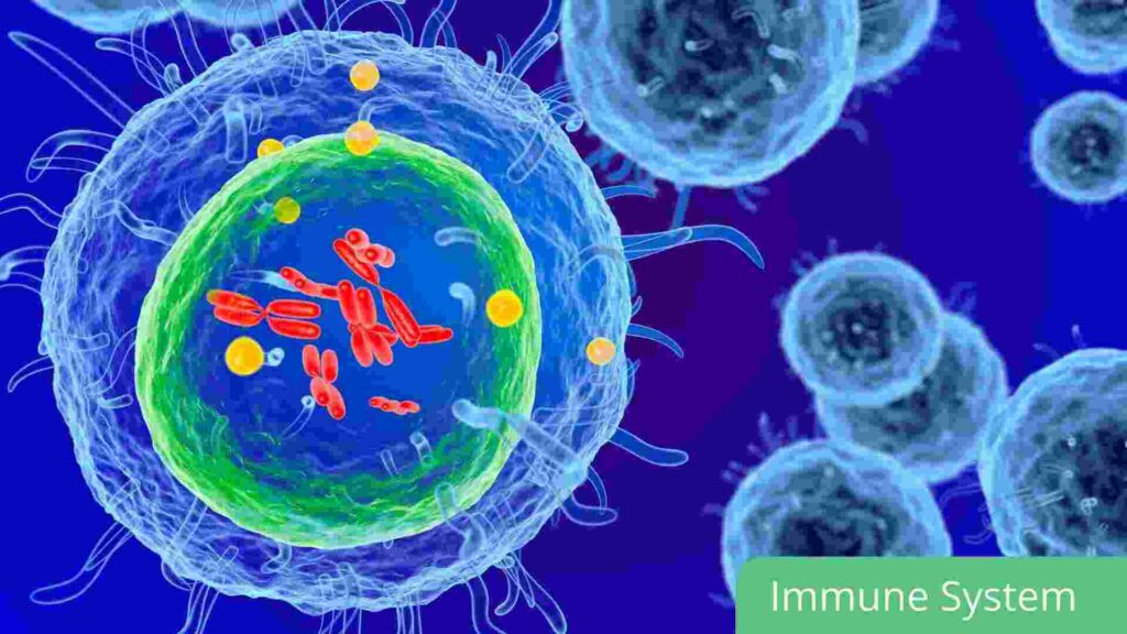 Immune System