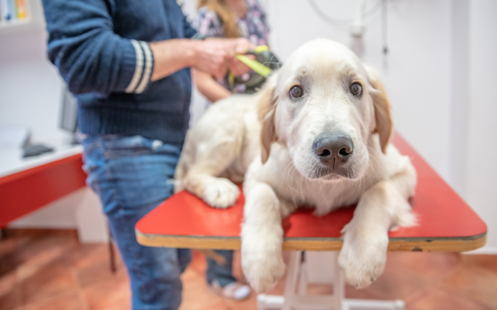 Veterinary Clinic for Your Dog